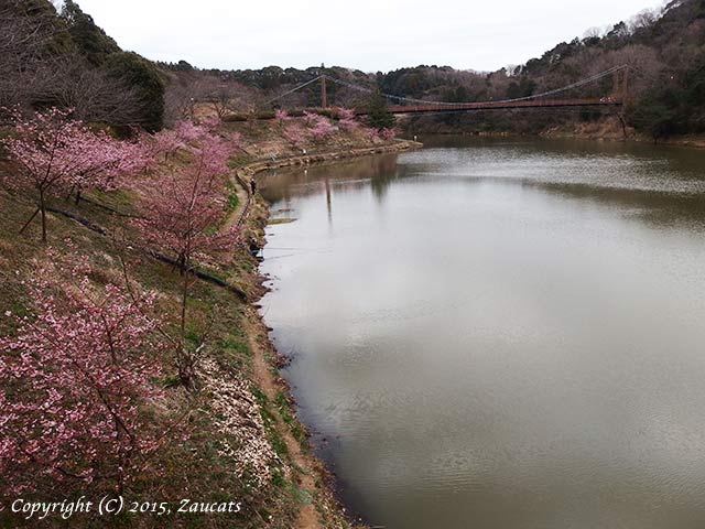 miyakodasogokoen201.jpg