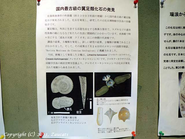 mizunami_fossil11.jpg