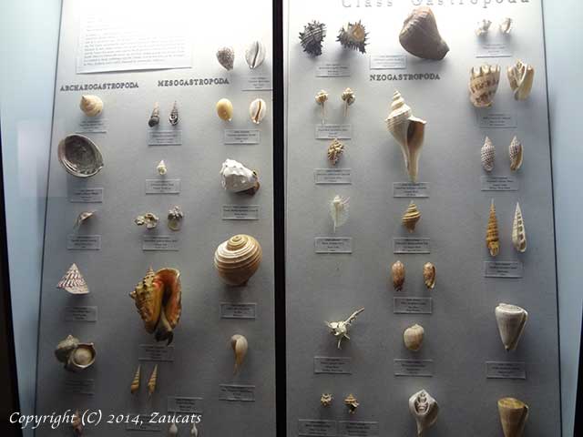 natural_history11.jpg