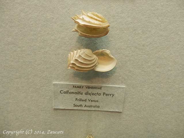 natural_history11.jpg