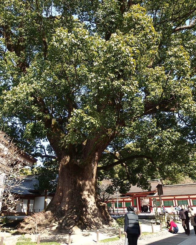 dazaifu11.jpg