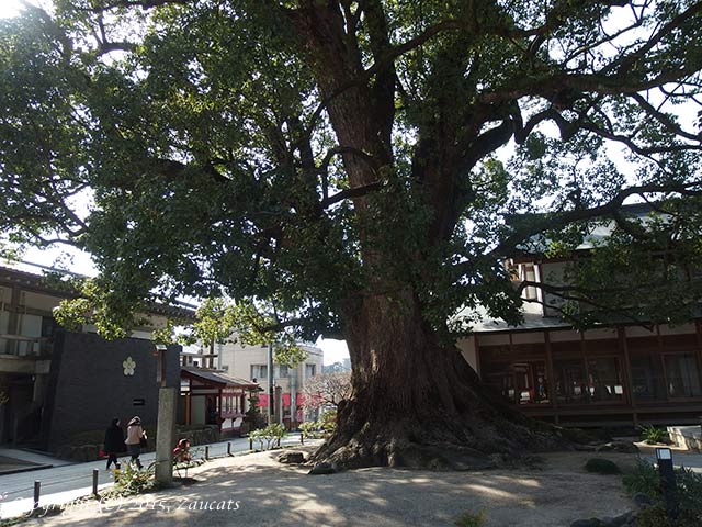 dazaifu11.jpg