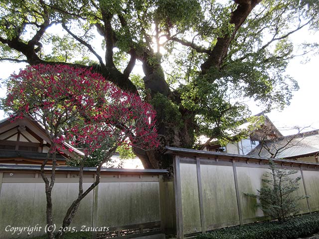 dazaifu11.jpg