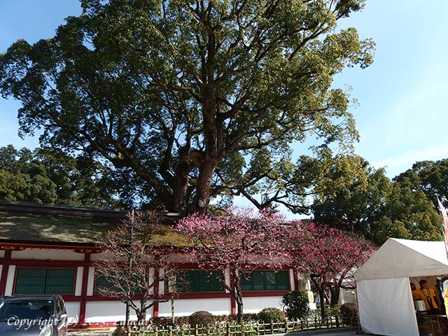 dazaifu11.jpg