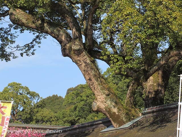 dazaifu11.jpg