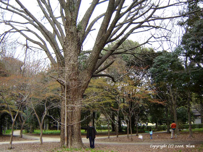 gyoen06046.jpg