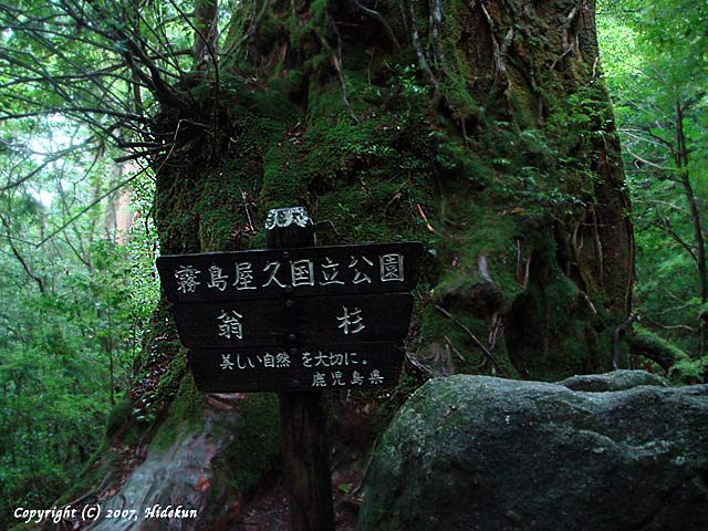 yakushima11.jpg