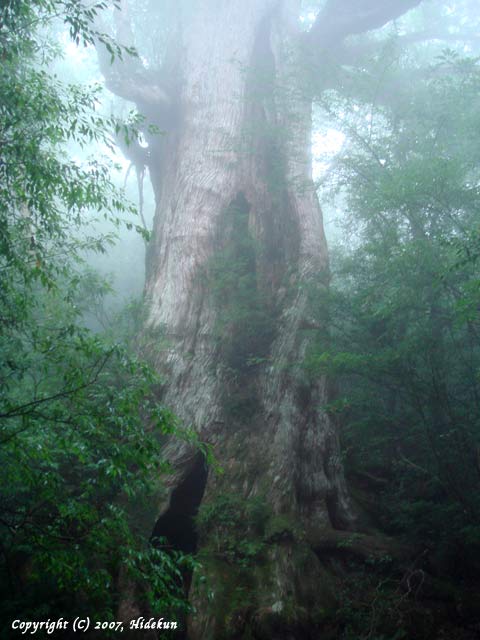 yakushima12.jpg