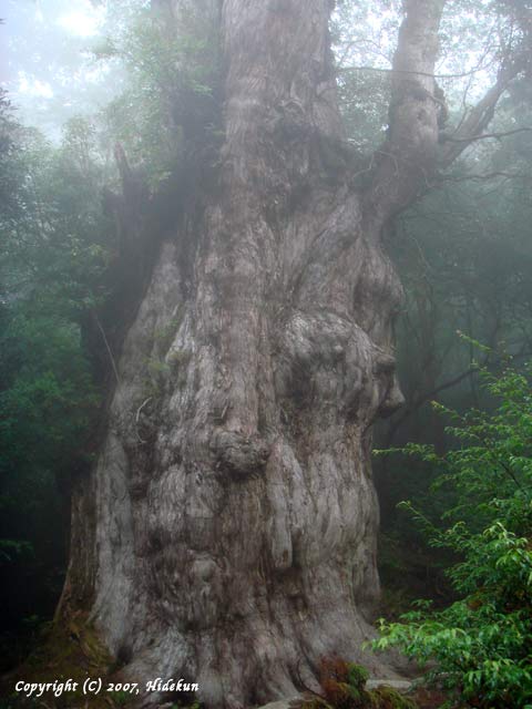 yakushima13.jpg