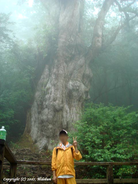 yakushima14.jpg