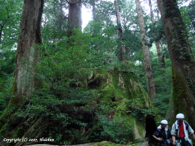 yakushima21.jpg