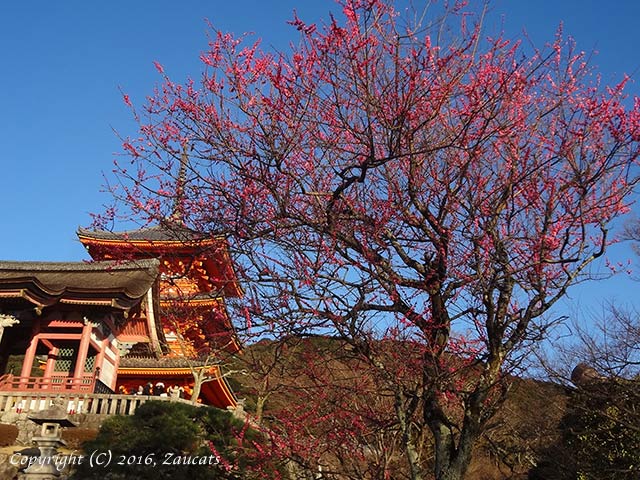 kiyomizu131.jpg