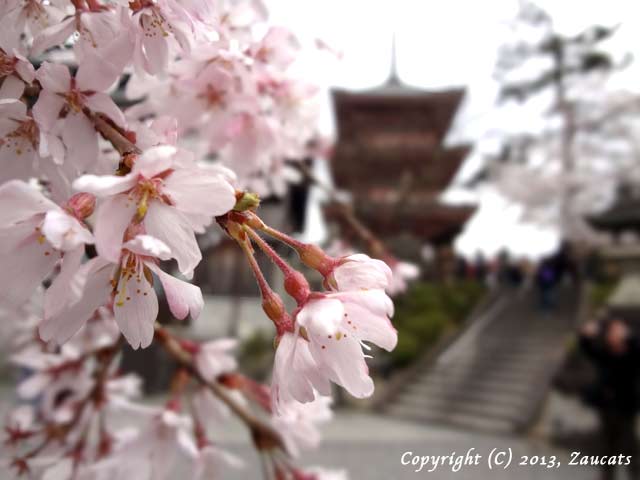 kiyomizu51.jpg