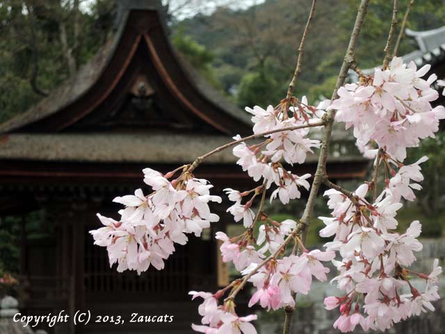 kiyomizu51.jpg