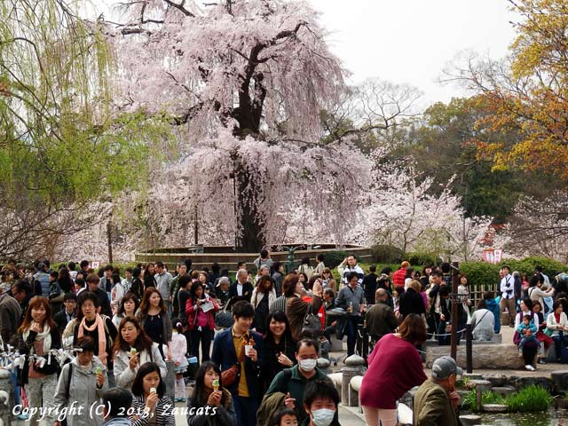 maruyama_koen11.jpg