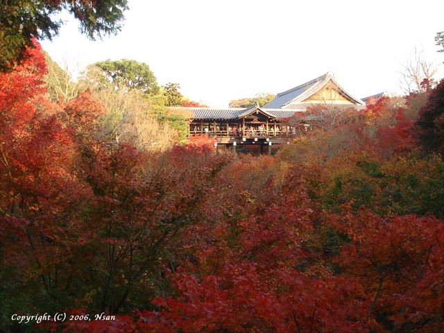 tofukuji0611291.jpg