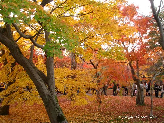 tofukuji0611291.jpg