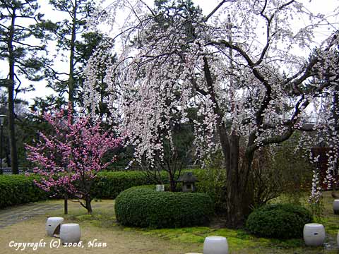 doshisha.jpg