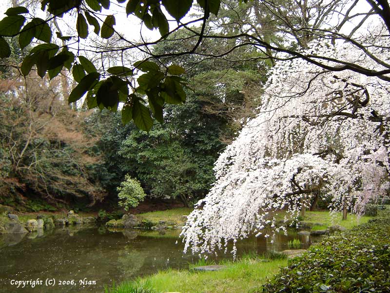 gyoen06041.jpg