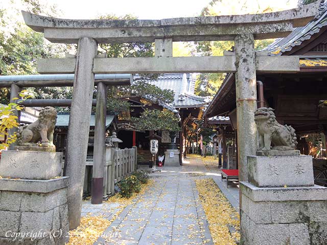 shirakumo_jinja11.jpg