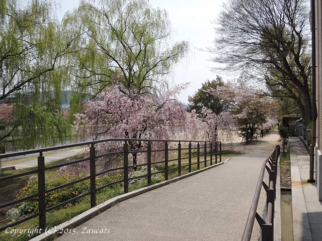 kamogawa101.jpg