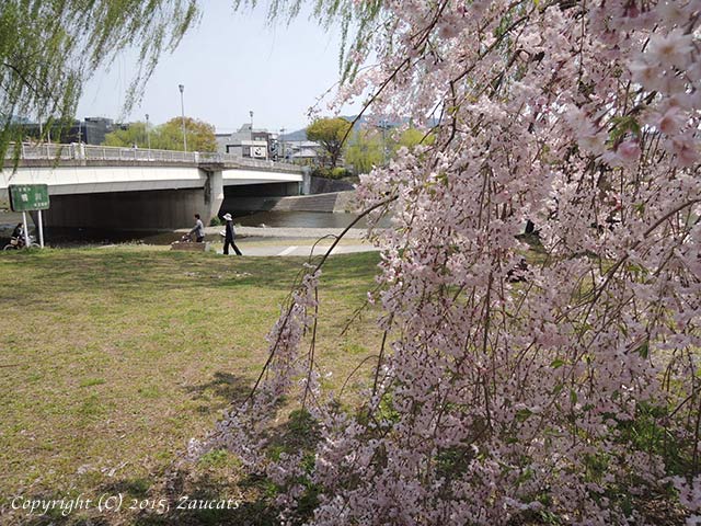 kamogawa101.jpg