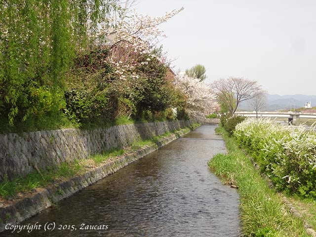 kamogawa101.jpg