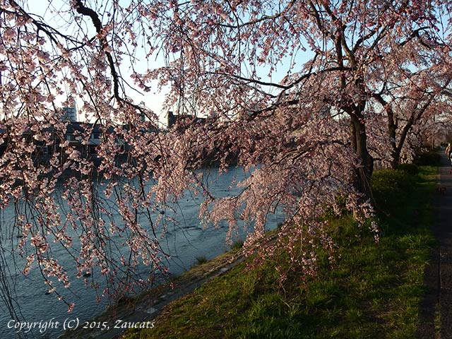 kamogawa111.jpg