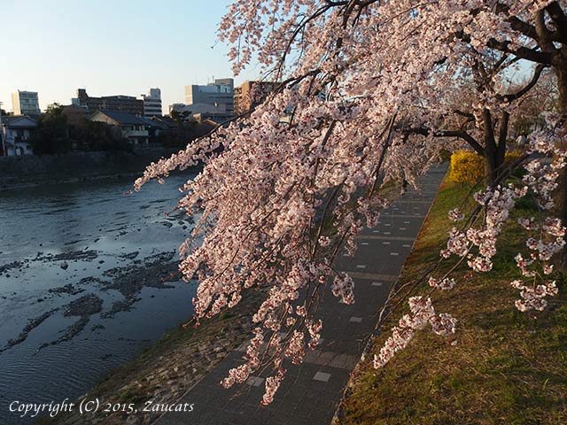 kamogawa111.jpg