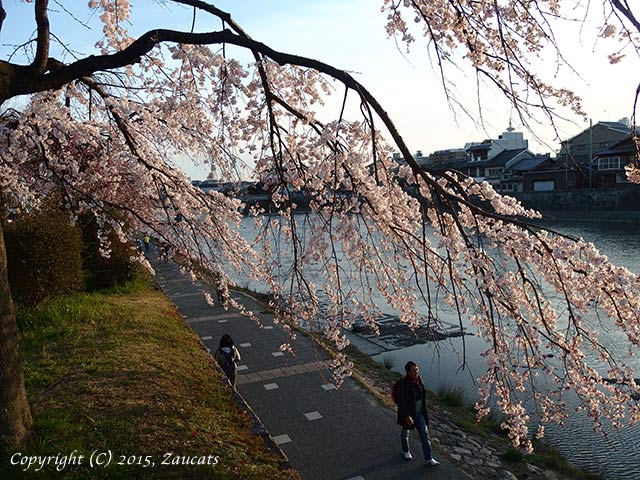 kamogawa111.jpg