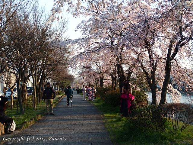 kamogawa111.jpg