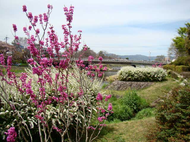 kamogawa61.jpg