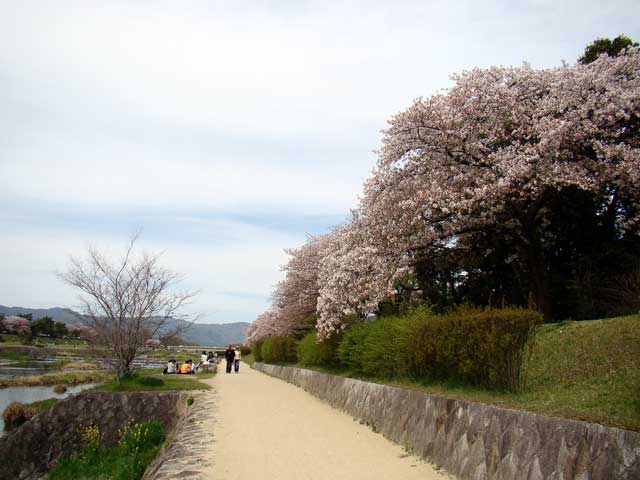 kamogawa61.jpg