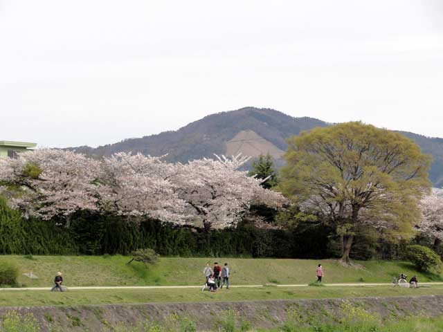 kamogawa61.jpg