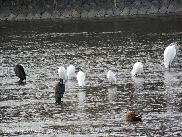 kamogawa91.jpg