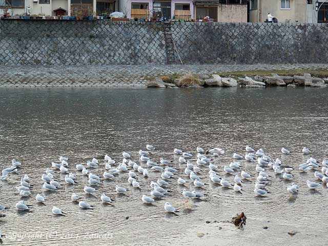 kamogawa91.jpg