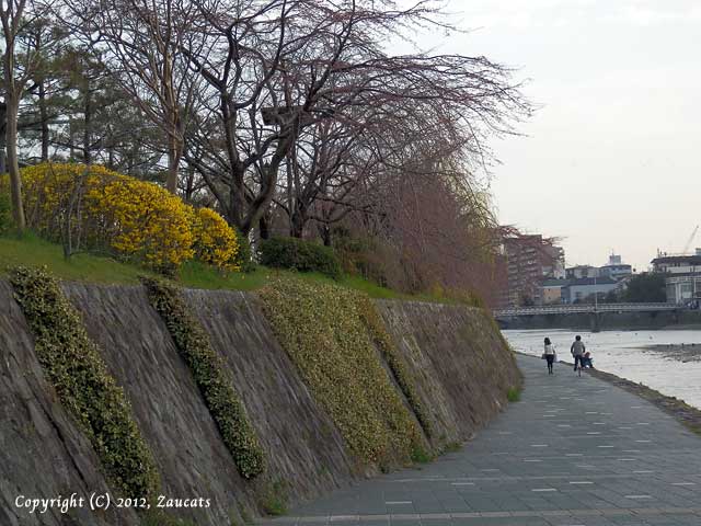 kamogawagojo11.jpg