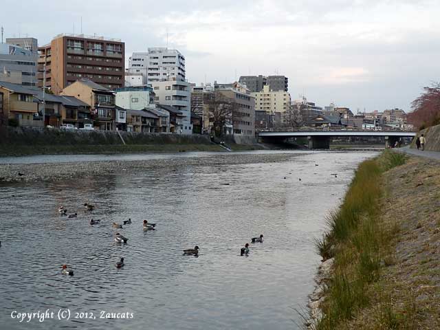 kamogawagojo11.jpg