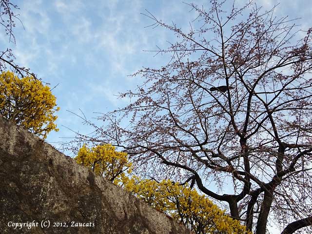 kamogawagojo11.jpg