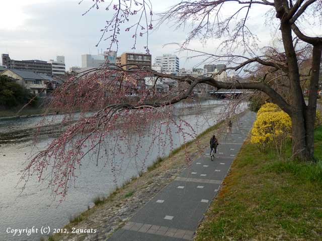 kamogawagojo11.jpg