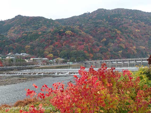 saga_arashiyama11.jpg