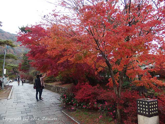 saga_arashiyama11.jpg