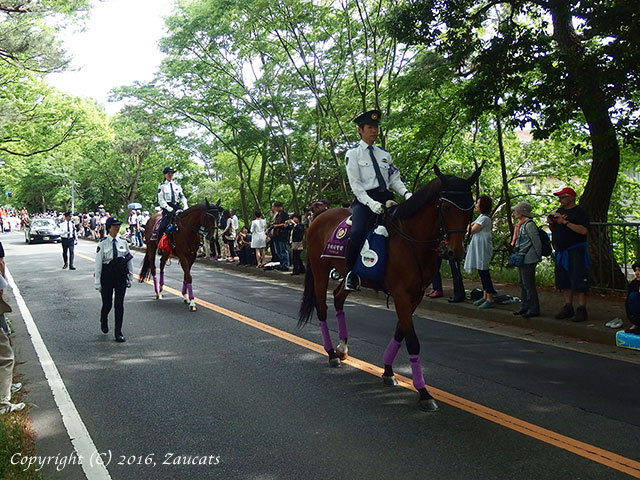 aoi_matsuri31.jpg