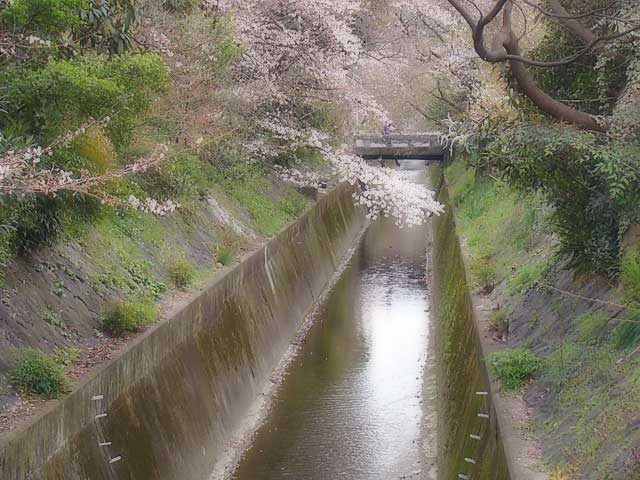 kamohanijinja11