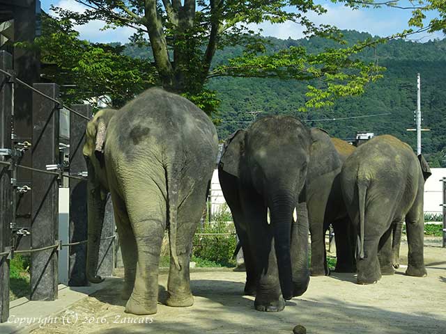 kyoto_zoo11.jpg