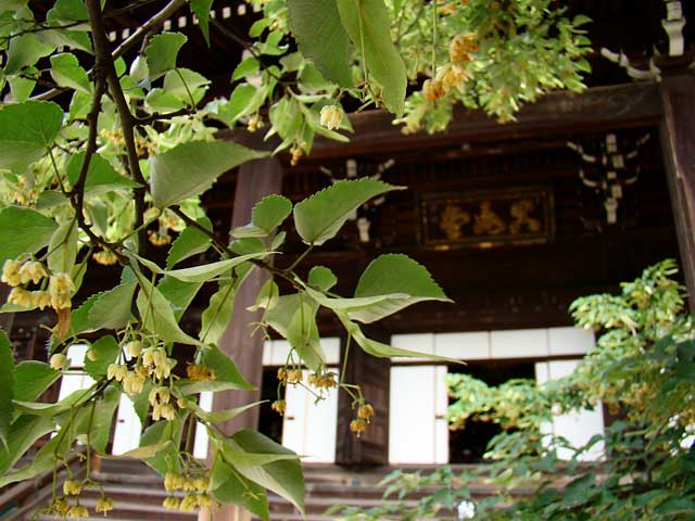 shinnyodo351.jpg