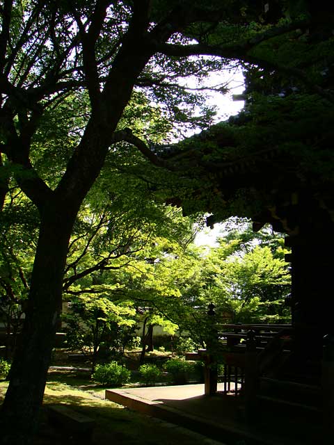 shinnyodo351.jpg