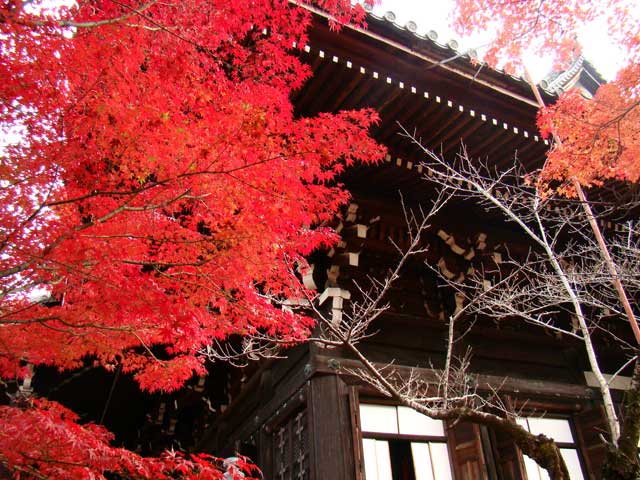 shinnyodo381.jpg