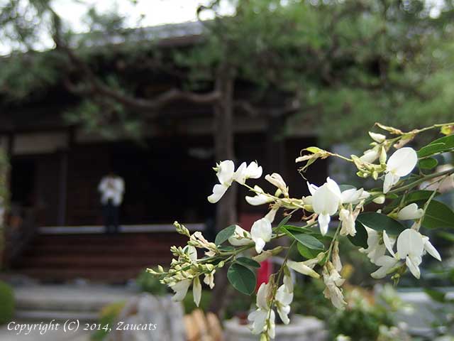 honkakuji21.jpg