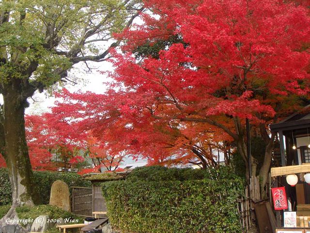 arashiyama0611261